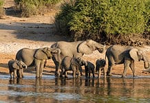 Top Things to Do in Botswana Things to do in Botswana