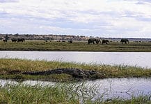 Chobe River Cruise: Life Aboard a Luxury Houseboat Experiencing a Chobe River Cruise