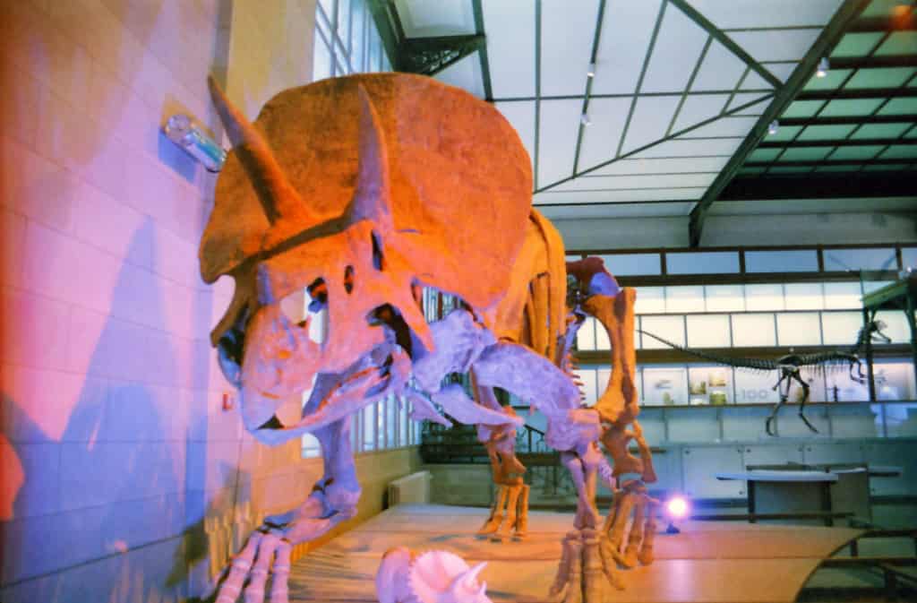 Museum of Natural Sciences in Brussels
