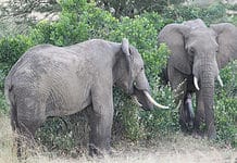 Top Places to See African Elephants Fauna and flora at Addo Elephant Park, South Africa