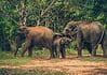 Elephant Nature Park: An Ethical Elephant Sanctuary in Thailand Ethical elephant sanctuary in Chiang Mai, Thailand