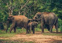 Elephant Nature Park: An Ethical Elephant Sanctuary in Thailand Ethical elephant sanctuary in Chiang Mai, Thailand