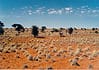 Regions of the Kalahari in Botswana Kalahari in Botswana