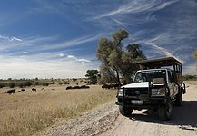 The Kgalagadi Transfrontier Park: What You Need to Know Kgalagadi Transfrontier Park safari