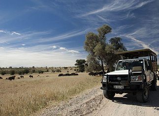 The Kgalagadi Transfrontier Park: What You Need to Know Kgalagadi Transfrontier Park safari