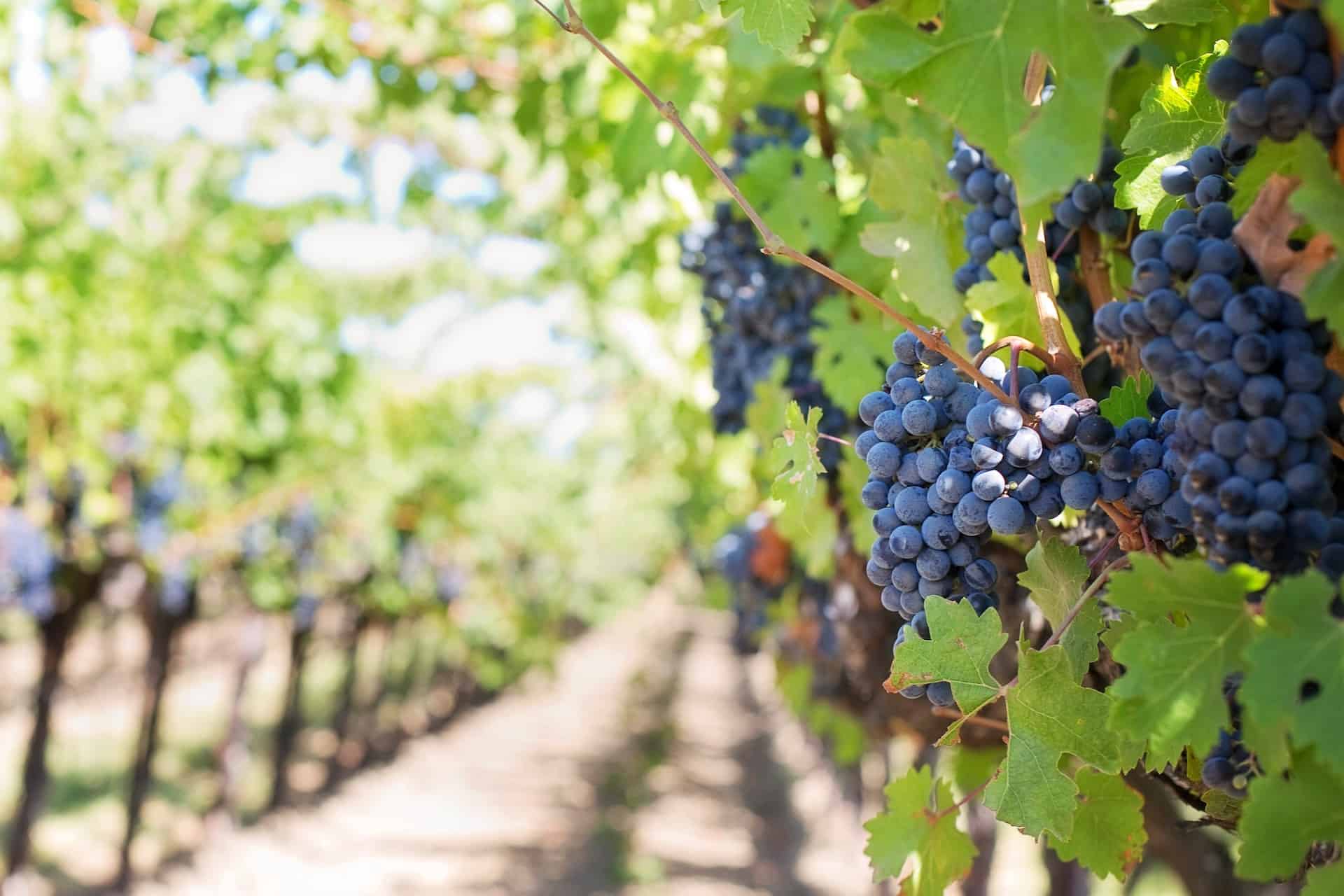 Wine grapes